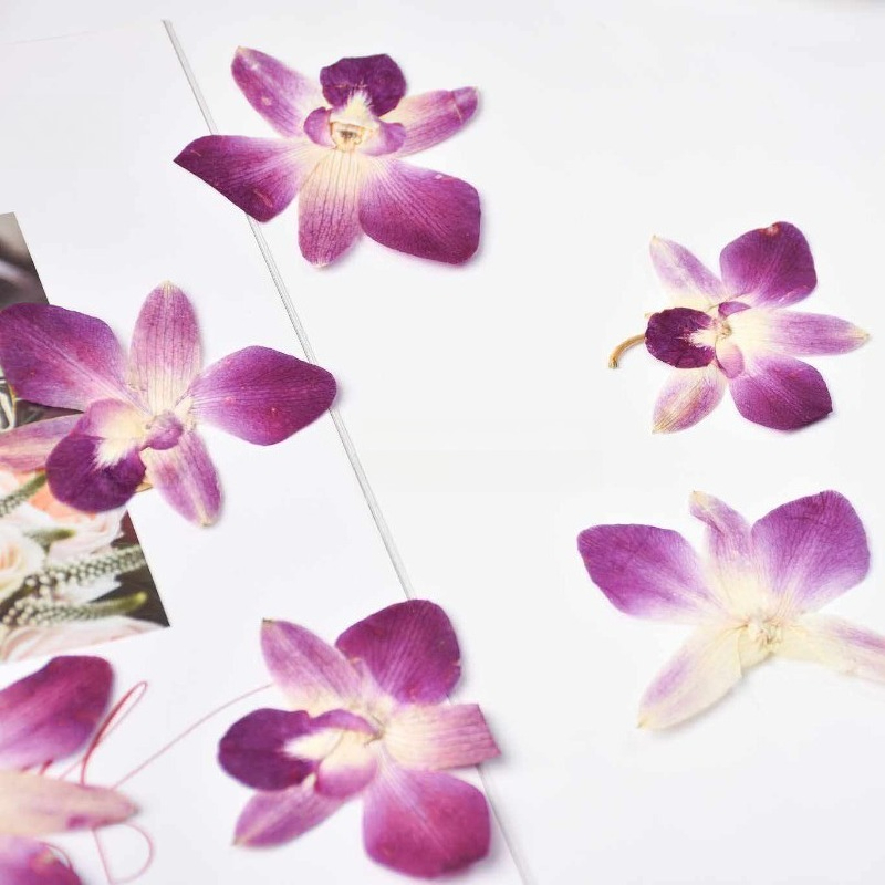4 adet, Gerçek Preslenmiş Kele - Art Craft Butterfly incelemesi ve fiyatı