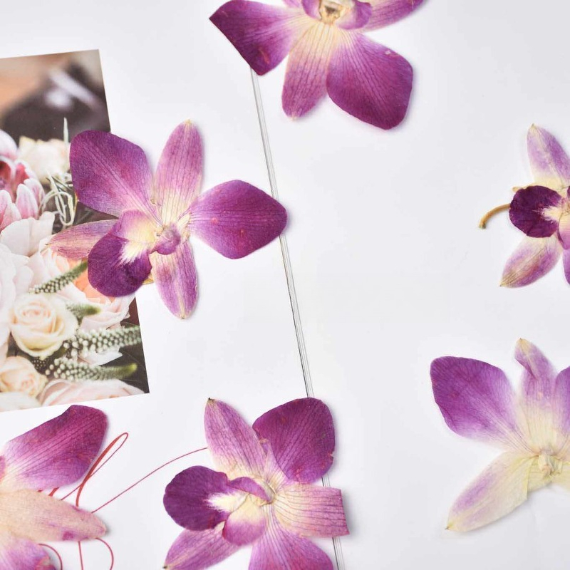 4 adet, Gerçek Preslenmiş Kele - Art Craft Butterfly incelemesi ve fiyatı